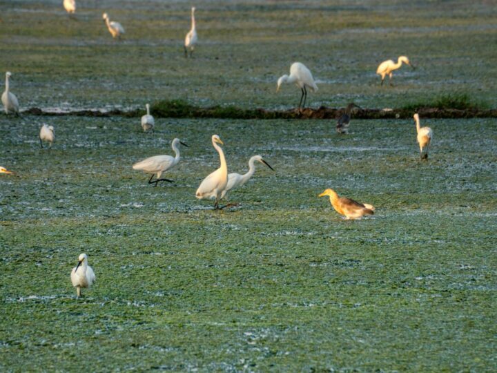 Southsea Common
